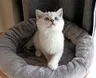 Koťátko Yuki – další fotka