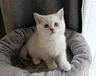 Koťátko Yuki – další fotka