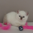 queenie.jpg