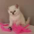 queenie3.jpg