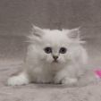 phoebe_dea_feles2.jpg