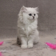 phoebe_dea_feles3.jpg