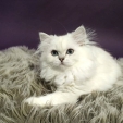 phoebe_dea_feles4.jpg