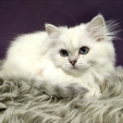 phoebe_dea_feles6.jpg