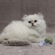 percy_dea_feles3.jpg