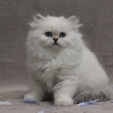 percy_dea_feles4.jpg
