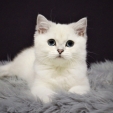isabella_dea_feles5.jpg