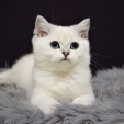 isabella_dea_feles6.jpg