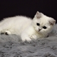 isabella_dea_feles7.jpg