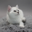 chantal_dea_feles6.JPG