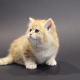 garfield_dea_feles.JPG