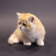 garfield_dea_feles2.JPG