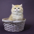 garfield_dea_feles4.JPG