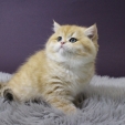 garfield_dea_feles5.JPG