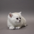 elliot_dea_feles2.JPG