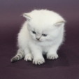 carie_dea_feles.JPG