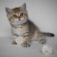 xena_dea_feles4.jpg