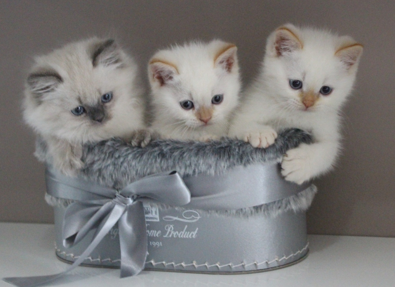 britská kočka - koťata